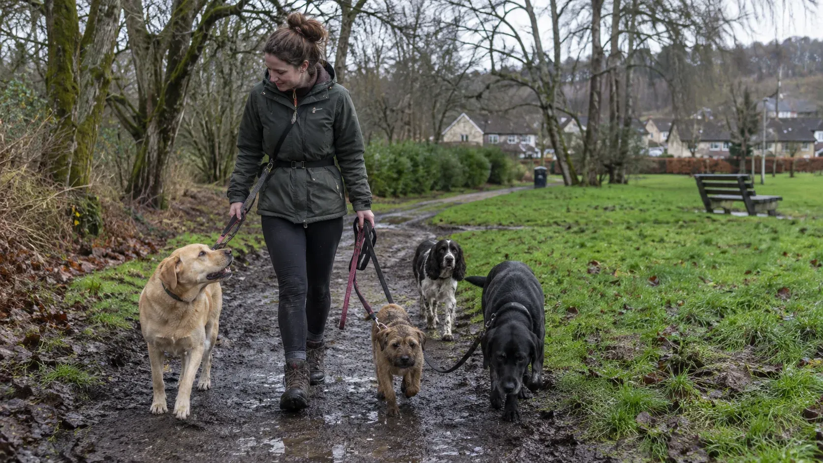 A dog walker leading four dogs along a muddy path through a park